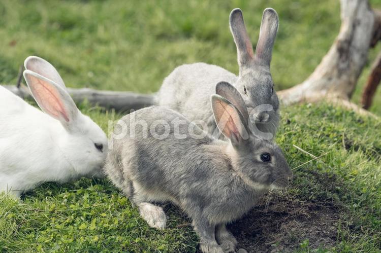 うさぎ、複数 うさぎ,兎,ウサギの写真素材
