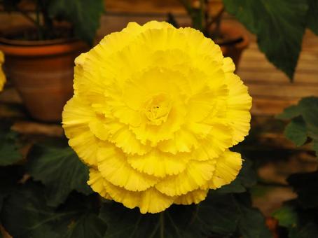 一輪の花 花,季節,風景の写真素材