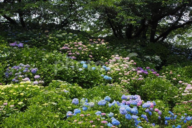 権現堂公園の紫陽花 紫陽花,あじさい,アジサイの写真素材