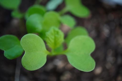双葉 大根 双葉 大根 双葉,大根,観察の写真素材
