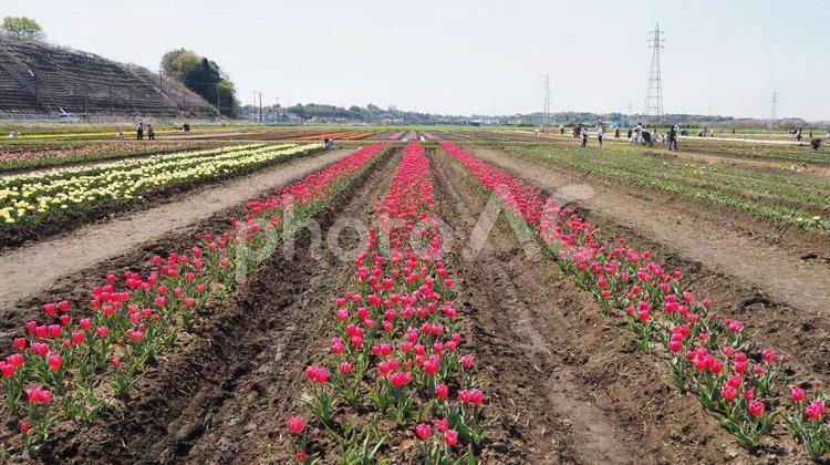 春の佐倉市・ふるさと広場のチューリップ畑 春,チューリップ,花畑の写真素材