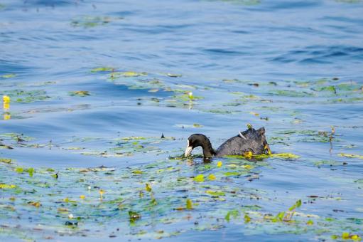 オオバン(41)の写真