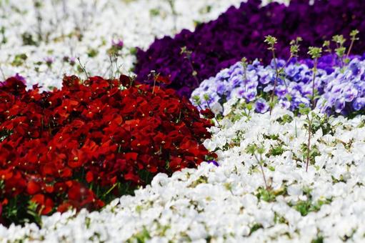 花畑 花畑 花畑,花,植物の写真素材