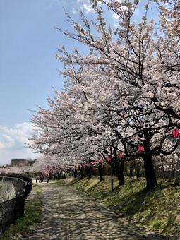 桜並木 桜,お花見,キレイの写真素材