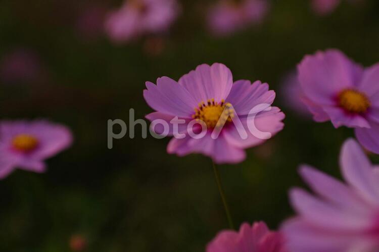夕暮れのコスモス4 秋桜,コスモス,花の写真素材