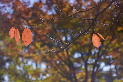 桜の紅葉 桜,紅葉,秋の写真素材