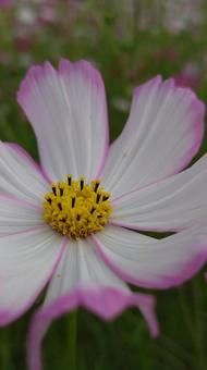 コスモスが開いたの写真