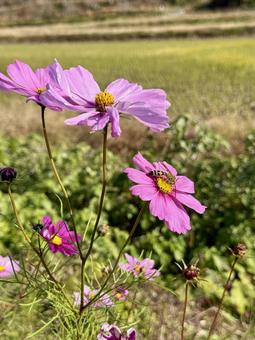 コスモスの花　竹田水車メロディーパーク　 ミツバチ,蜂,道端の写真素材