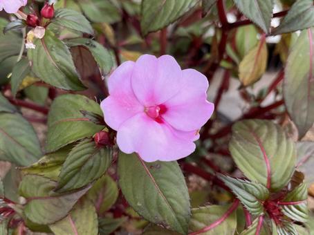 庭に咲いたピンクのサンパチェンス 花,サンパチェンス,植物の写真素材