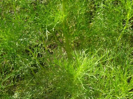 グリーンテクスチャの写真