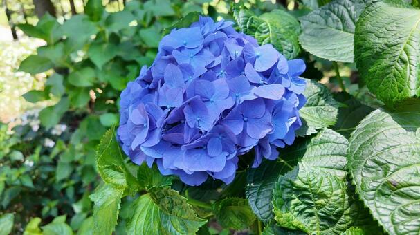 紫陽花の花 紫陽花,草,野草の写真素材