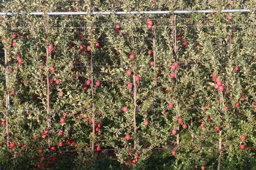 信州長野のりんごの畑 リンゴ,りんご,林檎の写真素材