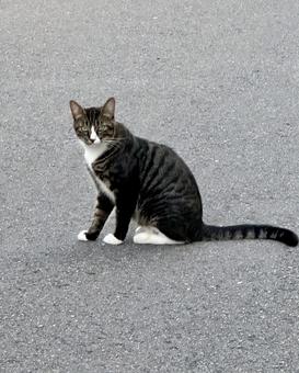 猫 猫の写真