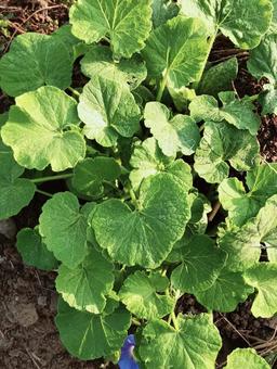 発芽 発芽 グリーン,ナチュラル,癒しの写真素材