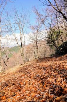 Photo, forest, hardwoods, autumn, 
