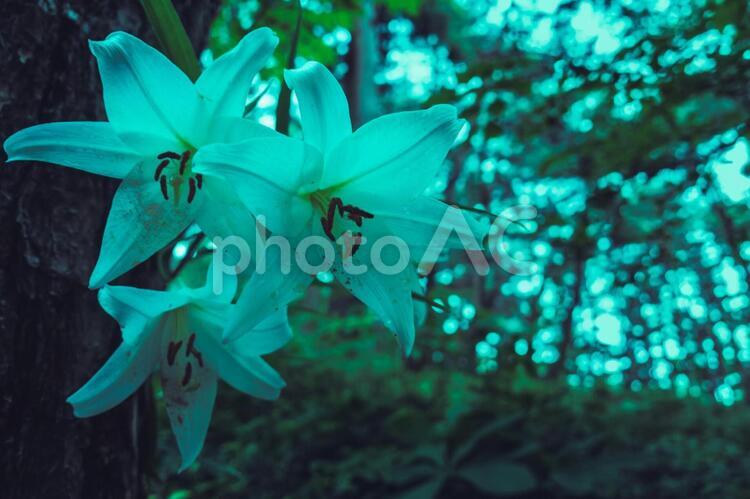 森のなかで咲く百合の花 6月,新潟県,日本の写真素材