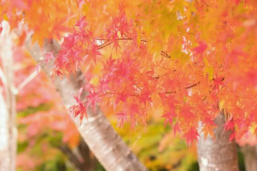 秋色の紅葉 モミジ,秋,オレンジ色の写真素材