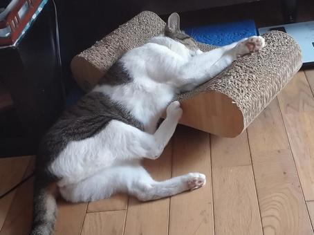 ネコも暑い ネコも暑いの写真
