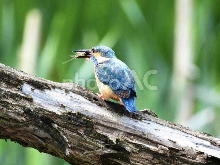 小エビを咥えるカワセミ 鳥,野鳥,カワセミの写真素材
