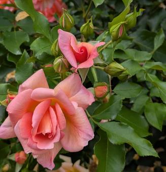 バラ　薔薇 バラ,自然,ガーデンの写真素材