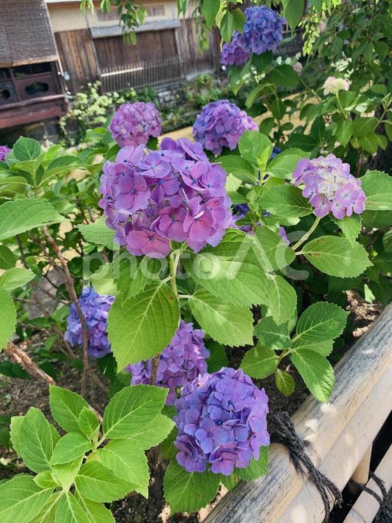 紫陽花 紫陽花,紫,自然の写真素材