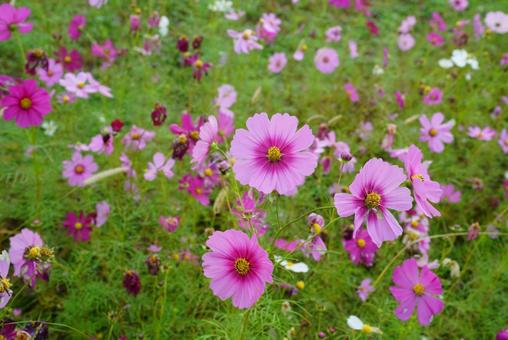 コスモスの写真