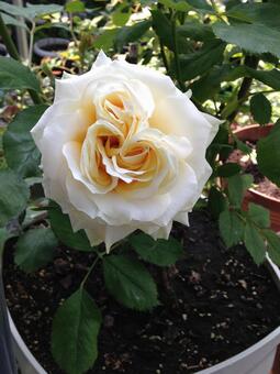   薔薇   和音の写真