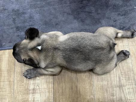 寝そべり犬 寝そべり犬 犬,フレンチブルドッグ,動物の写真素材