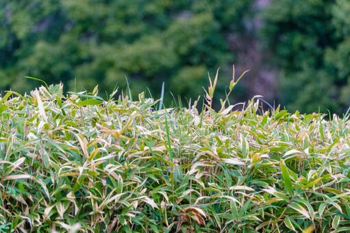笹の葉の生い茂る緑の背景 笹,葉,植物の写真素材