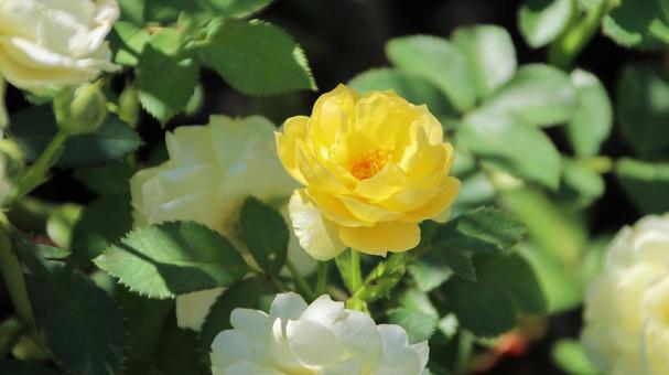 初秋の河口湖畔の黄色い薔薇の花 初秋の河口湖畔の黄色い薔薇の花の写真