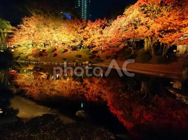 縮景園もみじまつり ライトアップ,初冬,広島の写真素材