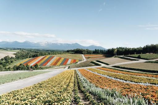 美瑛 美瑛の写真