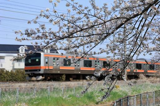 桜と電車 桜と電車の写真