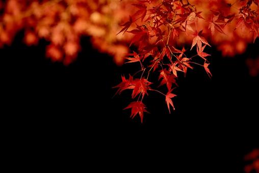 黒背景に映える真っ赤な紅葉 黒背景に映える真っ赤な紅葉 紅葉,もみじ,秋の写真素材