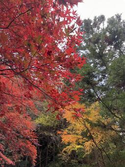 晩秋の田舎 風景,レトロ,ノスタルジーの写真素材