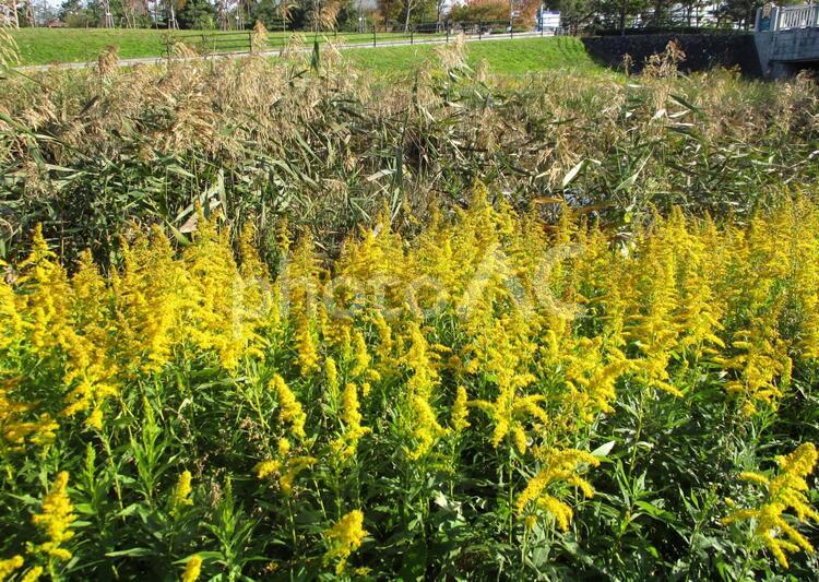 セイタカアワダチソウの花とススキ すすき,セイタカアワダチソウ,代萩の写真素材