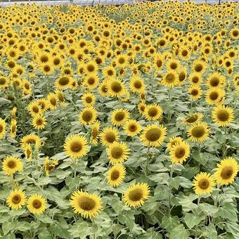 花★向日葵 ひまわり ヒマワリ 花★向日葵 ひまわり ヒマワリ 黄色,向日葵,ヒマワリの写真素材