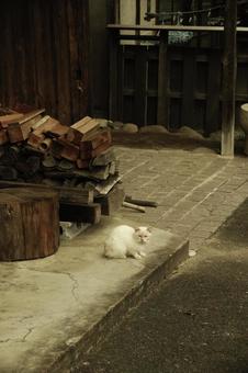 セピア色の猫がいる景観 セピア色の猫がいる景観の写真