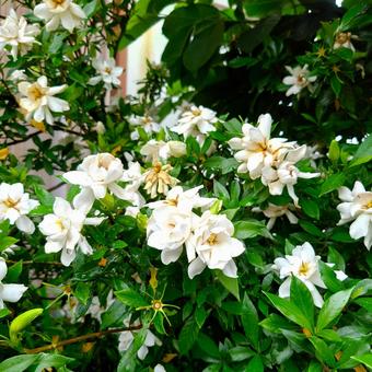 くちなしの花 くちなしの花 くちなし,白い花,花の写真素材