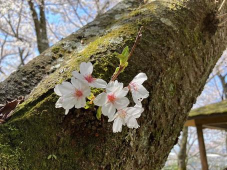 幹から出た桜の写真