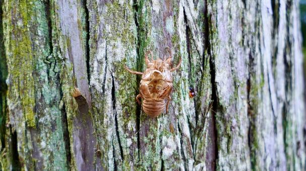 Cicada shells on trees, JPG Cicada shells on trees, JPG