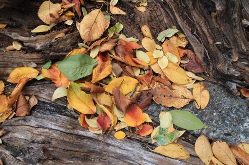 【草木の写真】紅葉_落ち葉2 秋,紅葉,落ち葉の写真素材