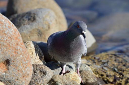 鳩 鳩の写真