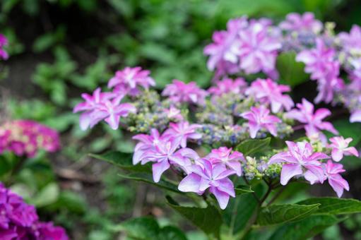 形原温泉アジサイの里 満開のアジサイ 形原温泉アジサイの里 満開のアジサイ 紫陽花,アジサイ,形原温泉の写真素材