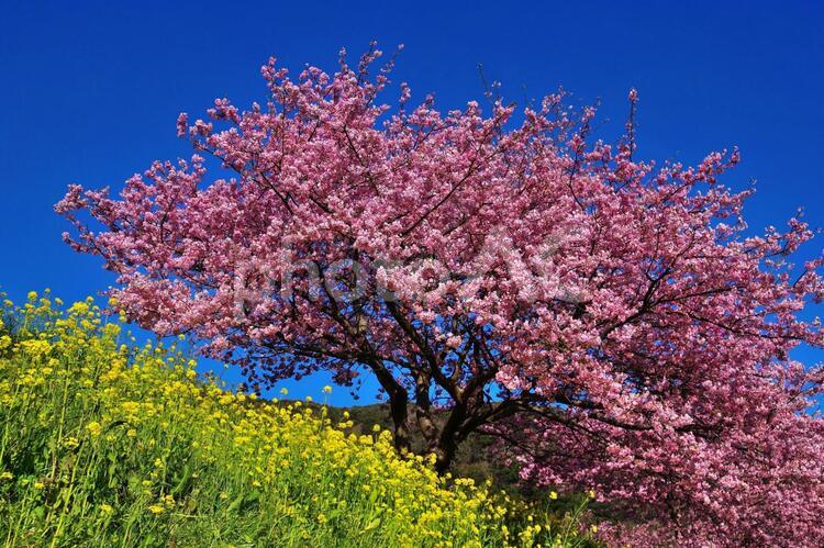 桜と菜の花 2月,3月,さくらの写真素材