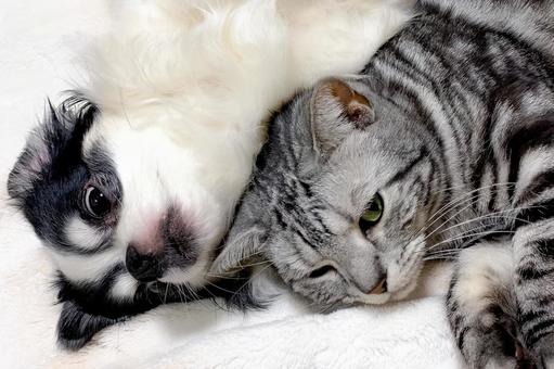 チワワとアメショ_11 チワワとアメショ_11 チワワ,アメリカンショートヘア,犬の写真素材