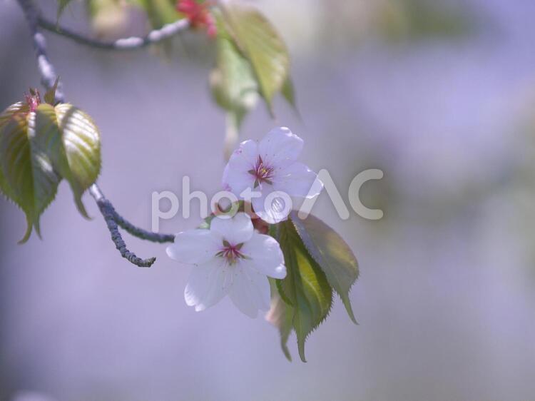 満開に咲き誇る桜並木 桜,花,空の写真素材