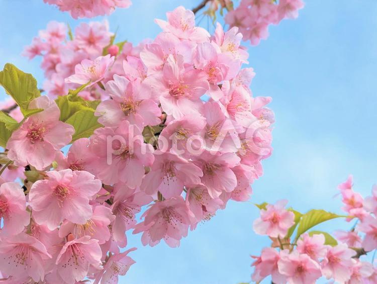 青空に映える満開の河津桜８ 桜,さくら,サクラの写真素材
