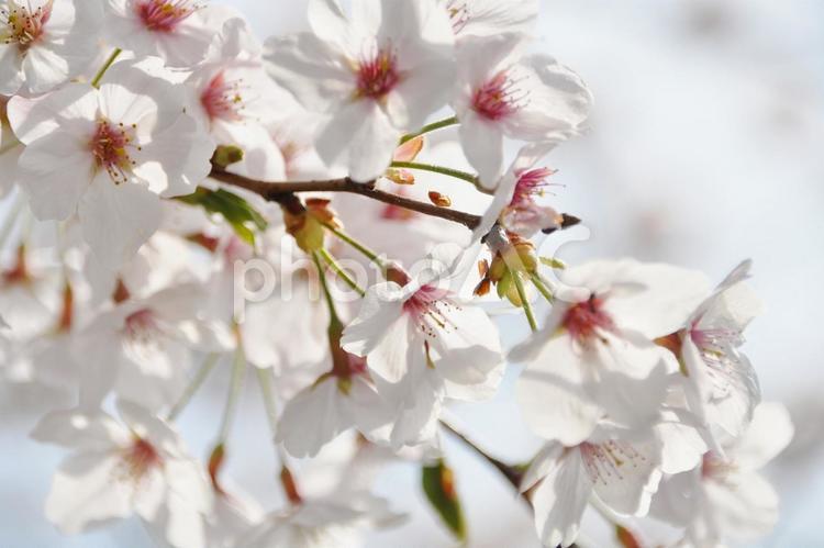 ＜春イメージ＞桜の花 桜,満開,春のイメージの写真素材