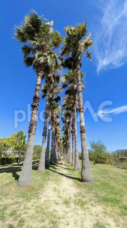 ヤシの木-06 今治市,東村海岸,ヤシの木の写真素材